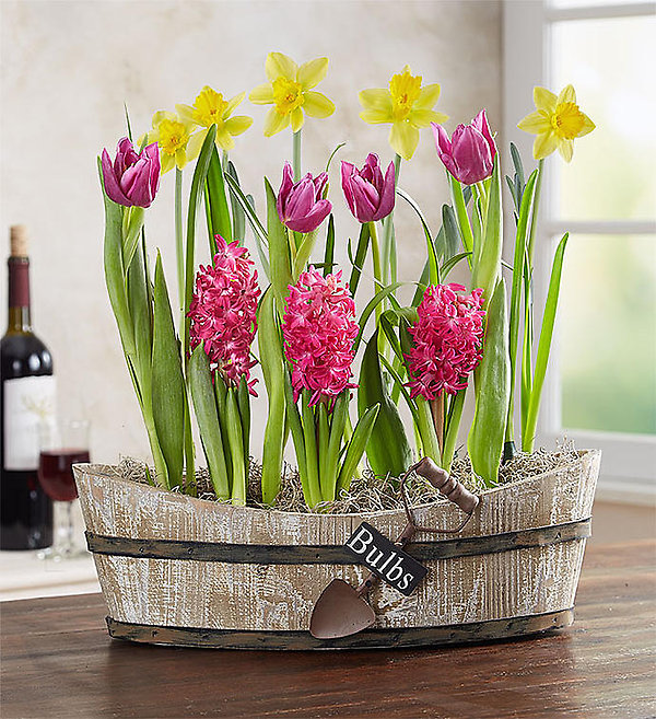 Springtime Bulb Garden