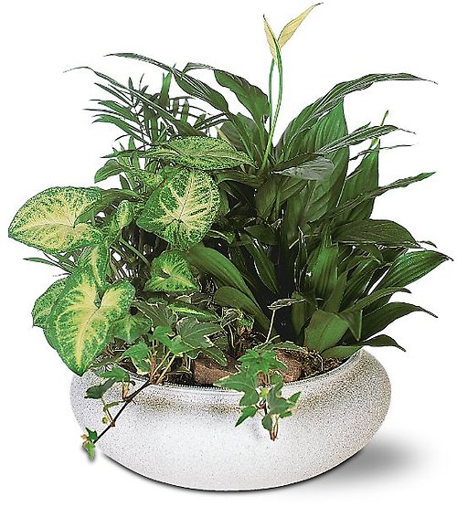 Green Garden Bowl
