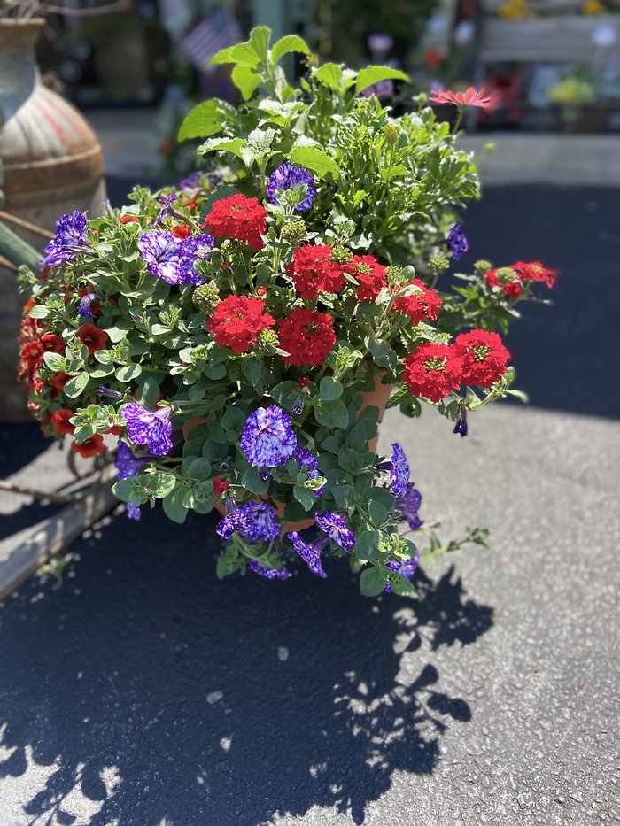 Assorted Blooming Planter