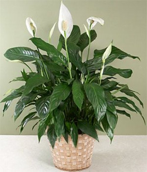Spectacular spath