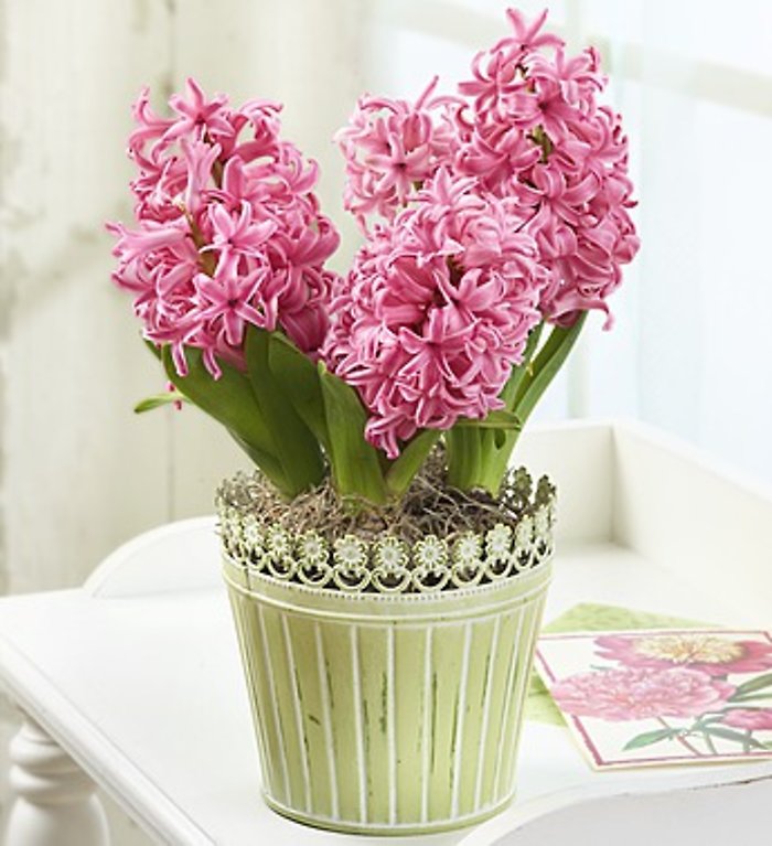 Heavenly Hyacinth