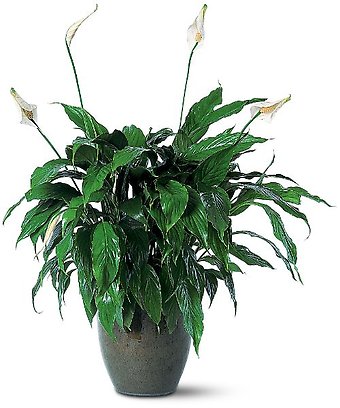 Spathiphyllum Plant