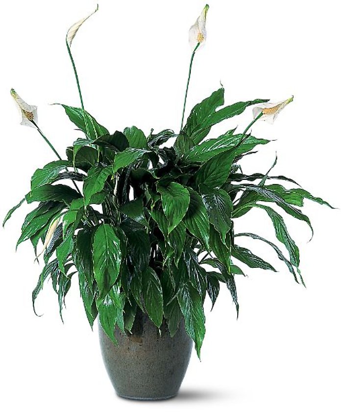 Spathiphyllum Plant
