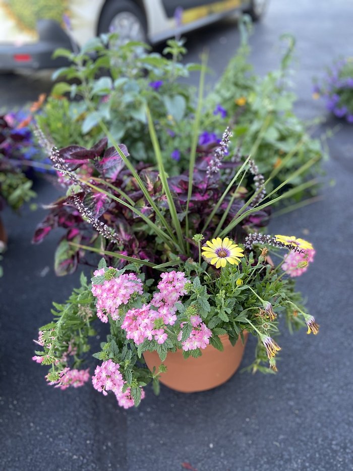 mothers day patio planter