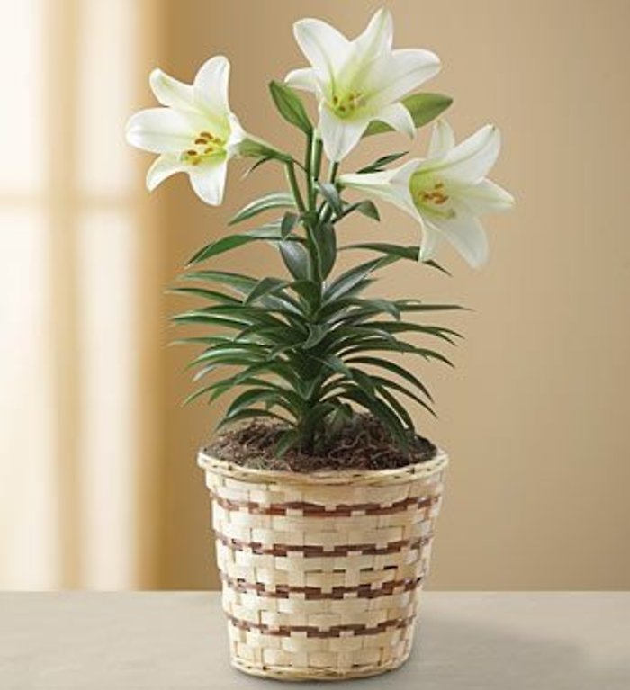 Easter Sentiments Lily Plant