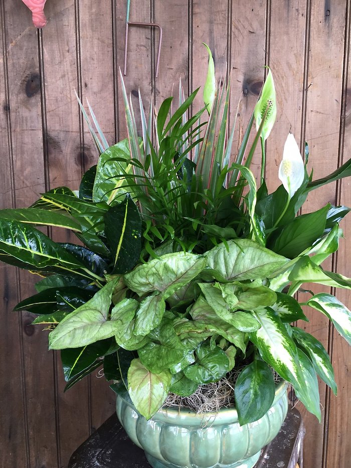 Large Ceramic Dish Garden